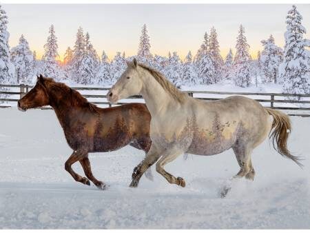 Call of the WIld Mustangs W5377H-151 by Hoffman Fabrics